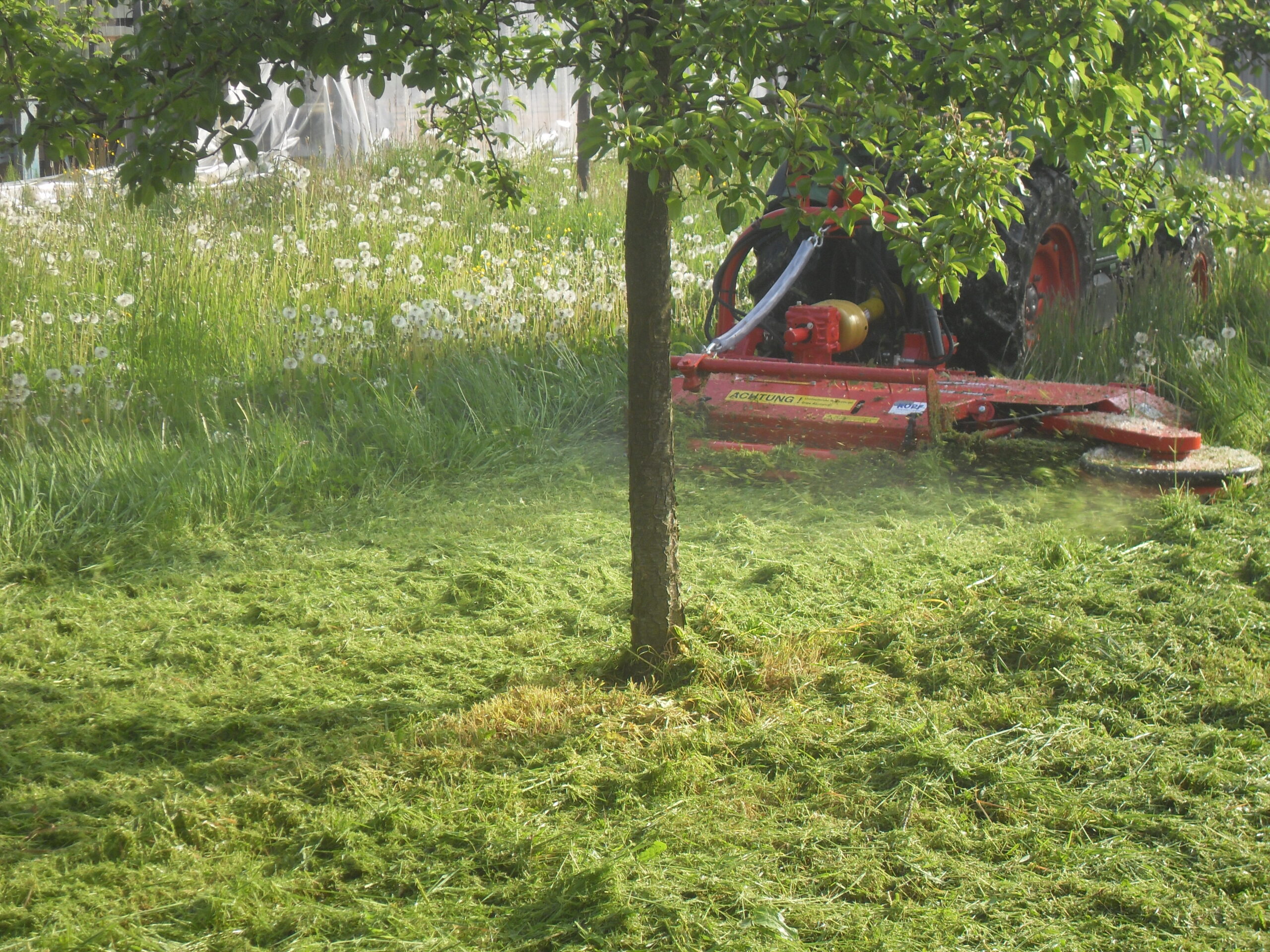 Sauerburger-Sichelmulcher-Draco-Sichelmulchgerät-mulchgerät-mulcher-sichel